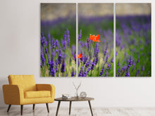 Laden Sie das Bild in den Galerie-Viewer, Leinwandbild 3-teilig Mohn im Lavendel
