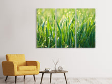 Laden Sie das Bild in den Galerie-Viewer, Leinwandbild 3-teilig Gras mit Morgentau XL