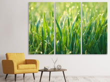 Laden Sie das Bild in den Galerie-Viewer, Leinwandbild 3-teilig Gras mit Morgentau XL