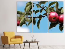 Laden Sie das Bild in den Galerie-Viewer, Leinwandbild 3-teilig Apfel am Baum