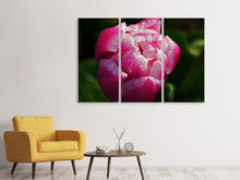 Laden Sie das Bild in den Galerie-Viewer, Leinwandbild 3-teilig Tulpe mit Morgentau in XL