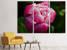 Laden Sie das Bild in den Galerie-Viewer, Leinwandbild 3-teilig Tulpe mit Morgentau in XL