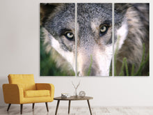 Laden Sie das Bild in den Galerie-Viewer, Leinwandbild 3-teilig Der Wolfs Blick