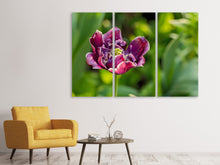 Laden Sie das Bild in den Galerie-Viewer, Leinwandbild 3-teilig Dunkle Tulpe in der Natur