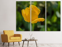 Laden Sie das Bild in den Galerie-Viewer, Leinwandbild 3-teilig Gelbe Tulpe XL