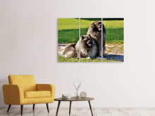 Laden Sie das Bild in den Galerie-Viewer, Leinwandbild 3-teilig 2 Wolfsspitz