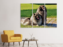 Laden Sie das Bild in den Galerie-Viewer, Leinwandbild 3-teilig 2 Wolfsspitz