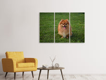 Laden Sie das Bild in den Galerie-Viewer, Leinwandbild 3-teilig Der kleine Spitz