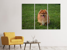 Laden Sie das Bild in den Galerie-Viewer, Leinwandbild 3-teilig Der kleine Spitz