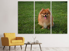 Laden Sie das Bild in den Galerie-Viewer, Leinwandbild 3-teilig Der kleine Spitz