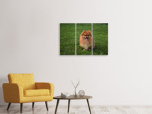 Laden Sie das Bild in den Galerie-Viewer, Leinwandbild 3-teilig Der kleine Spitz