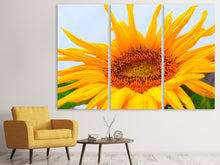 Laden Sie das Bild in den Galerie-Viewer, Leinwandbild 3-teilig Grosse Sonnenblume