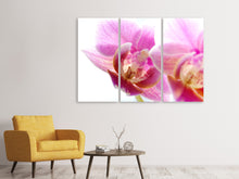 Laden Sie das Bild in den Galerie-Viewer, Leinwandbild 3-teilig Prächtige Phalaenopsis