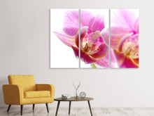 Laden Sie das Bild in den Galerie-Viewer, Leinwandbild 3-teilig Prächtige Phalaenopsis
