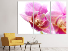 Laden Sie das Bild in den Galerie-Viewer, Leinwandbild 3-teilig Prächtige Phalaenopsis