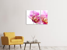 Laden Sie das Bild in den Galerie-Viewer, Leinwandbild 3-teilig Prächtige Phalaenopsis