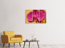 Laden Sie das Bild in den Galerie-Viewer, Leinwandbild 3-teilig Close up Orchidee in pink