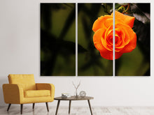 Laden Sie das Bild in den Galerie-Viewer, Leinwandbild 3-teilig Die Blüte der Rose