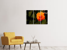 Laden Sie das Bild in den Galerie-Viewer, Leinwandbild 3-teilig Die Blüte der Rose