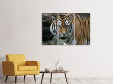 Laden Sie das Bild in den Galerie-Viewer, Leinwandbild 3-teilig XL Tiger