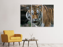 Laden Sie das Bild in den Galerie-Viewer, Leinwandbild 3-teilig XL Tiger