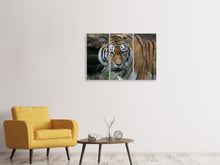 Laden Sie das Bild in den Galerie-Viewer, Leinwandbild 3-teilig XL Tiger