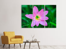 Laden Sie das Bild in den Galerie-Viewer, Leinwandbild 3-teilig Close up rosa Blüte