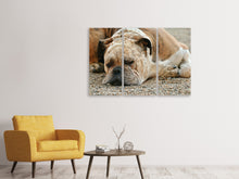 Laden Sie das Bild in den Galerie-Viewer, Leinwandbild 3-teilig Müder Boxer