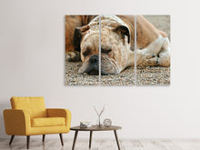 Laden Sie das Bild in den Galerie-Viewer, Leinwandbild 3-teilig Müder Boxer