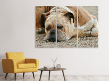 Laden Sie das Bild in den Galerie-Viewer, Leinwandbild 3-teilig Müder Boxer