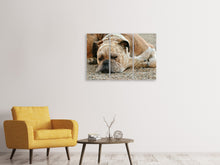 Laden Sie das Bild in den Galerie-Viewer, Leinwandbild 3-teilig Müder Boxer