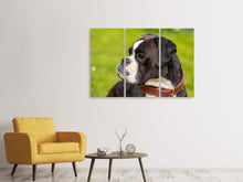 Laden Sie das Bild in den Galerie-Viewer, Leinwandbild 3-teilig Aufmerksamer Boxer