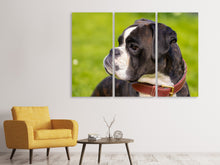 Laden Sie das Bild in den Galerie-Viewer, Leinwandbild 3-teilig Aufmerksamer Boxer