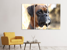 Laden Sie das Bild in den Galerie-Viewer, Leinwandbild 3-teilig Der Boxer Blick