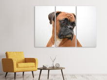 Laden Sie das Bild in den Galerie-Viewer, Leinwandbild 3-teilig Typisch Boxer