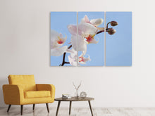 Laden Sie das Bild in den Galerie-Viewer, Leinwandbild 3-teilig Orchidee im Himmel
