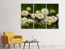 Laden Sie das Bild in den Galerie-Viewer, Leinwandbild 3-teilig Gänseblümchen XL