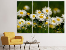 Laden Sie das Bild in den Galerie-Viewer, Leinwandbild 3-teilig Gänseblümchen XL