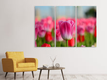 Laden Sie das Bild in den Galerie-Viewer, Leinwandbild 3-teilig Tulpenfeld in rosa-rot