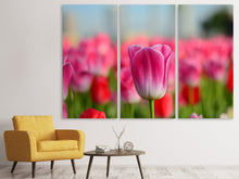 Laden Sie das Bild in den Galerie-Viewer, Leinwandbild 3-teilig Tulpenfeld in rosa-rot