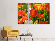 Laden Sie das Bild in den Galerie-Viewer, Leinwandbild 3-teilig Close up Tulpenfeld