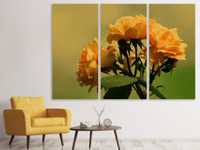 Laden Sie das Bild in den Galerie-Viewer, Leinwandbild 3-teilig Die Rosen in der Natur