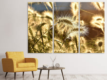 Laden Sie das Bild in den Galerie-Viewer, Leinwandbild 3-teilig Ziergras im Sonnenlicht