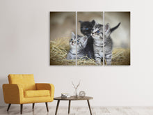 Laden Sie das Bild in den Galerie-Viewer, Leinwandbild 3-teilig Kitten Trio