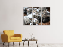 Laden Sie das Bild in den Galerie-Viewer, Leinwandbild 3-teilig Viele Katzenbabys