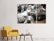 Laden Sie das Bild in den Galerie-Viewer, Leinwandbild 3-teilig Viele Katzenbabys