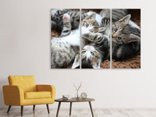 Laden Sie das Bild in den Galerie-Viewer, Leinwandbild 3-teilig Viele Katzenbabys