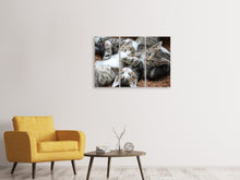 Laden Sie das Bild in den Galerie-Viewer, Leinwandbild 3-teilig Viele Katzenbabys
