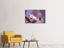 Laden Sie das Bild in den Galerie-Viewer, Leinwandbild 3-teilig Close up Kirschblüte