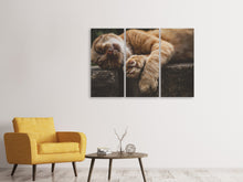 Laden Sie das Bild in den Galerie-Viewer, Leinwandbild 3-teilig Schlafende Katze
